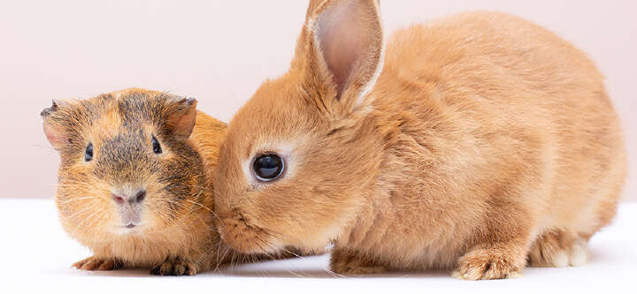 Meerschweinchen und Kaninchen Themeneinstieg